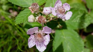 Nahaufnahme einer Pflanze mit zartrosa Blüten und grünen Blättern, teils verblüht.