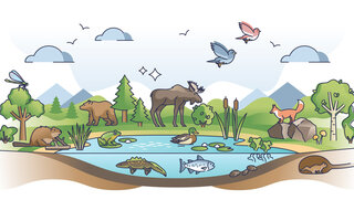 Das Bild zeigt verschiedene Tierarten (Fisch, Lurch, Frosch, Ente, Biber, Elch, Fuchs, Vögel) im Wasser, auf dem Land und in der Luft.